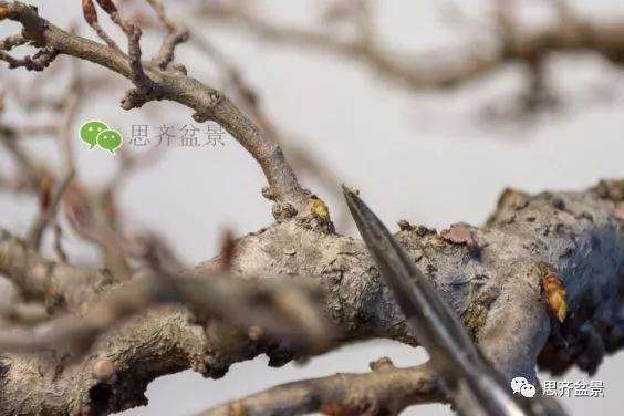 鹅耳枥盆景怎么修建造型的方法