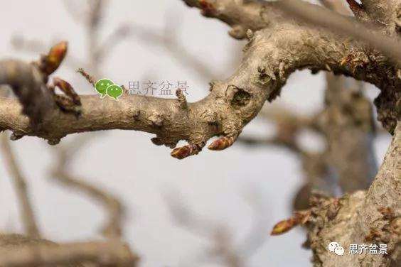 鹅耳枥盆景怎么修建造型的方法