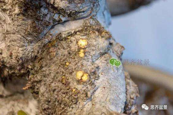 鹅耳枥盆景怎么修建造型的方法