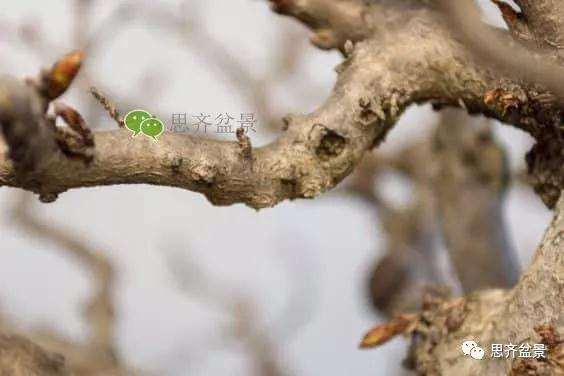 鹅耳枥盆景怎么修建造型的方法