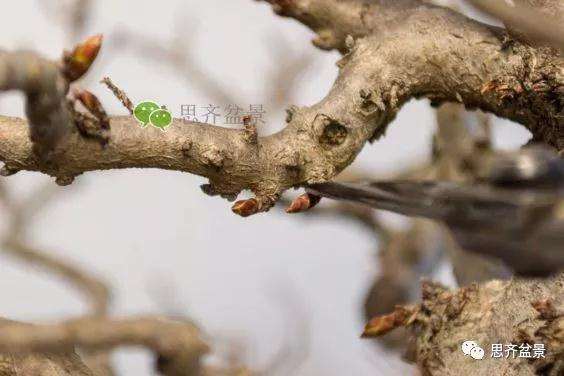 鹅耳枥盆景怎么修建造型的方法