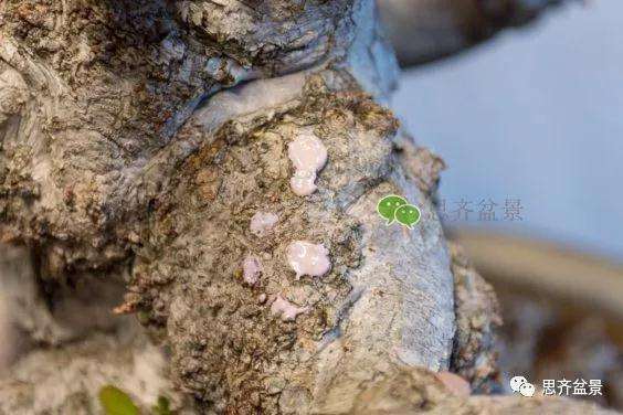 鹅耳枥盆景怎么修建造型的方法