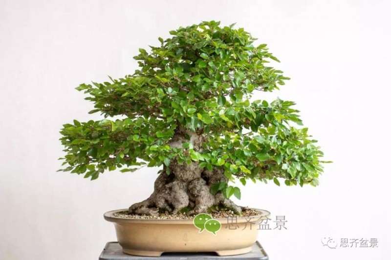 鹅耳枥盆景怎么修建造型的方法