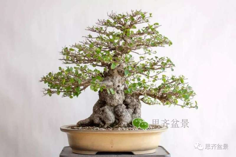 鹅耳枥盆景怎么修建造型的方法