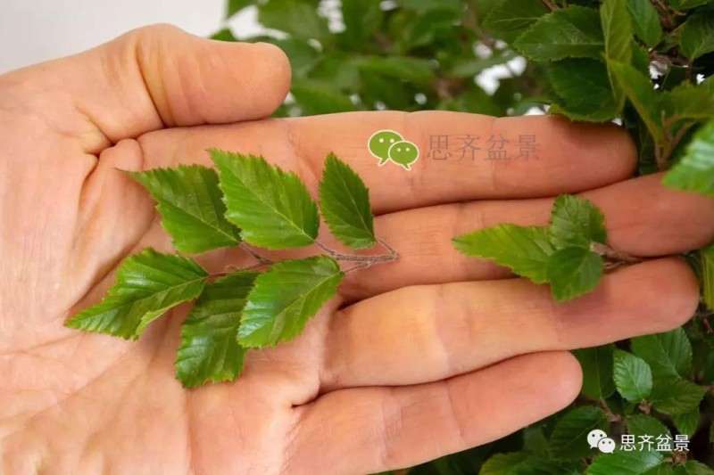 鹅耳枥盆景怎么修建造型的方法