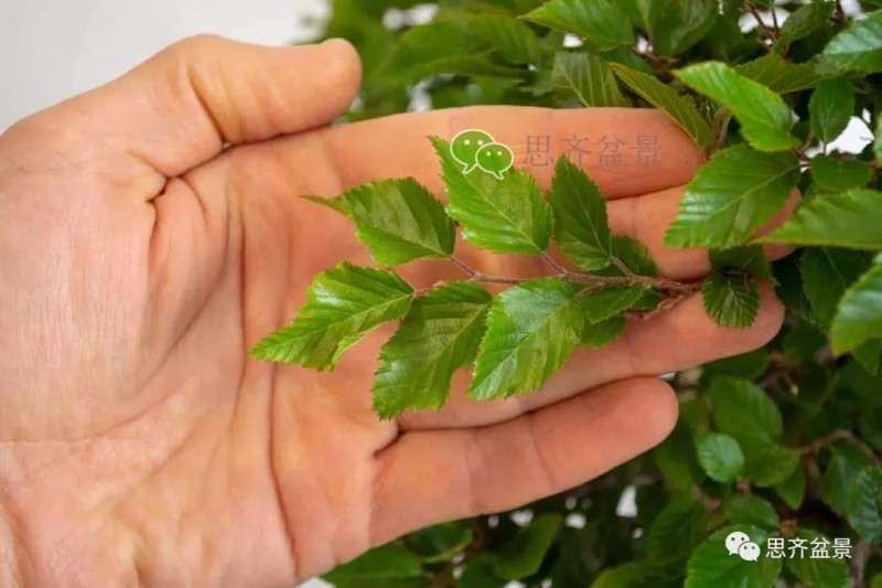 鹅耳枥盆景怎么修建造型的方法