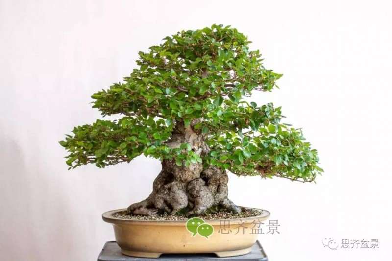 鹅耳枥盆景怎么修建造型的方法