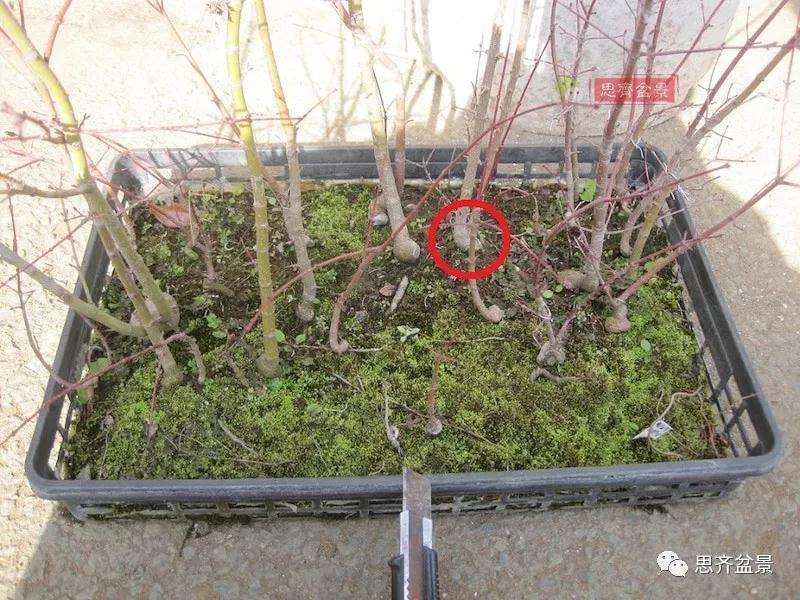 怎么制作矮霸三角枫盆景的方法