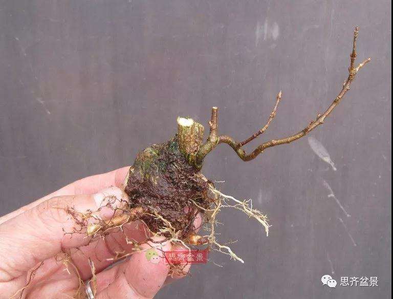 怎么制作矮霸三角枫盆景的方法