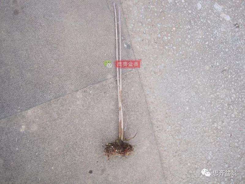 怎么制作矮霸三角枫盆景的方法