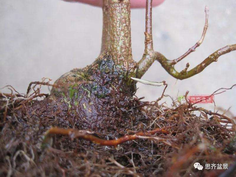 怎么制作矮霸三角枫盆景的方法