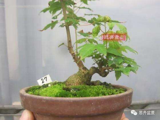 怎么制作矮霸三角枫盆景的方法