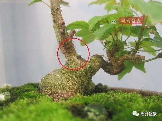 怎么制作矮霸三角枫盆景的方法