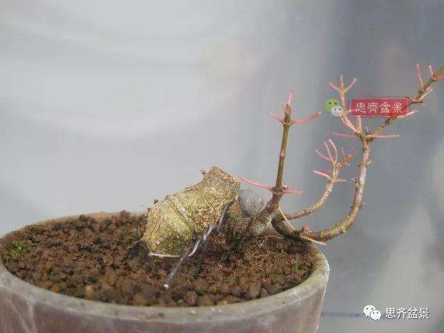 怎么制作矮霸三角枫盆景的方法