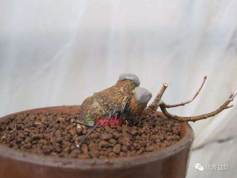 怎么制作矮霸三角枫盆景的方法