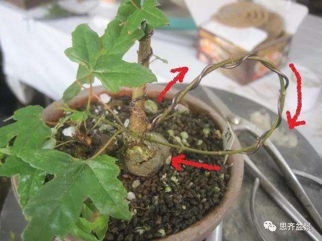 怎么制作矮霸三角枫盆景的方法