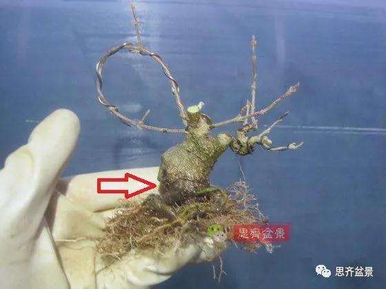 怎么制作矮霸三角枫盆景的方法