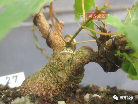 怎么制作矮霸三角枫盆景的方法