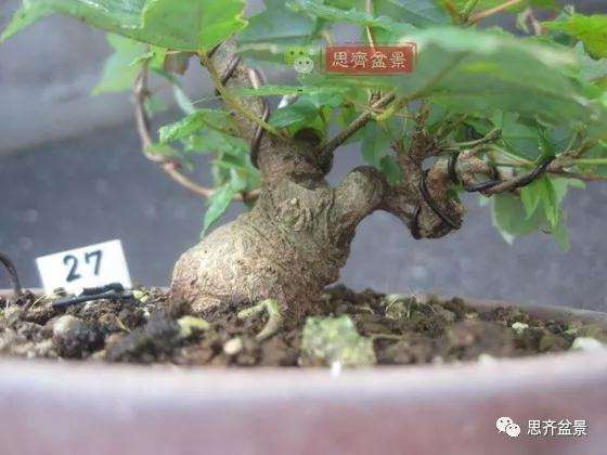 怎么制作矮霸三角枫盆景的方法