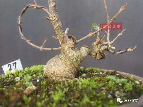 怎么制作矮霸三角枫盆景的方法