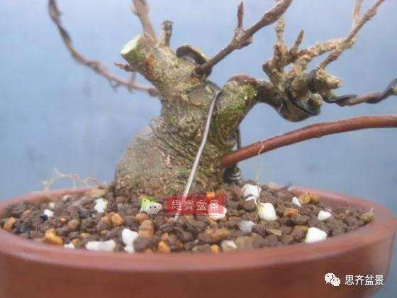 怎么制作矮霸三角枫盆景的方法