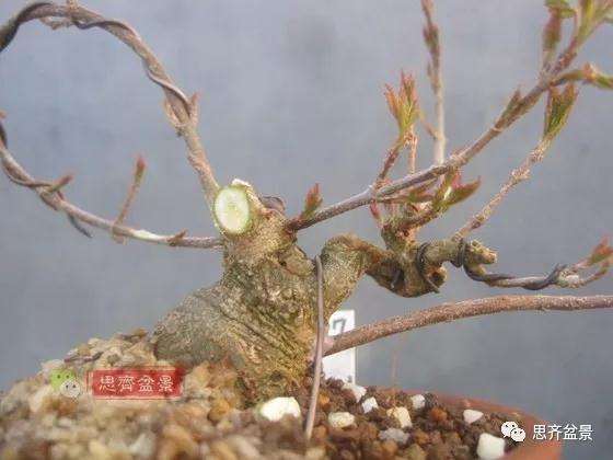 怎么制作矮霸三角枫盆景的方法