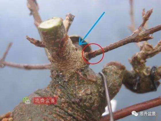 怎么制作矮霸三角枫盆景的方法