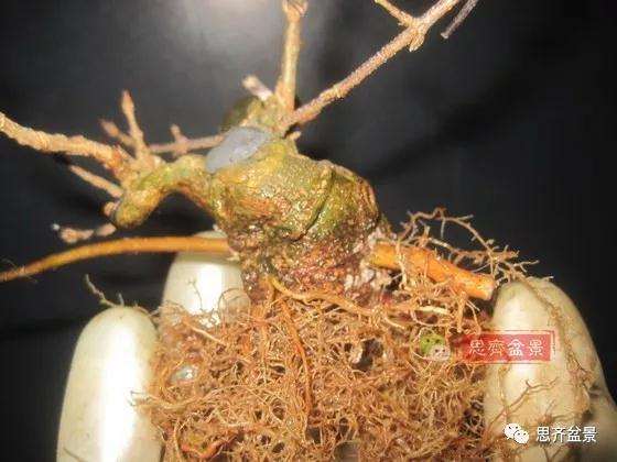 怎么制作矮霸三角枫盆景的方法