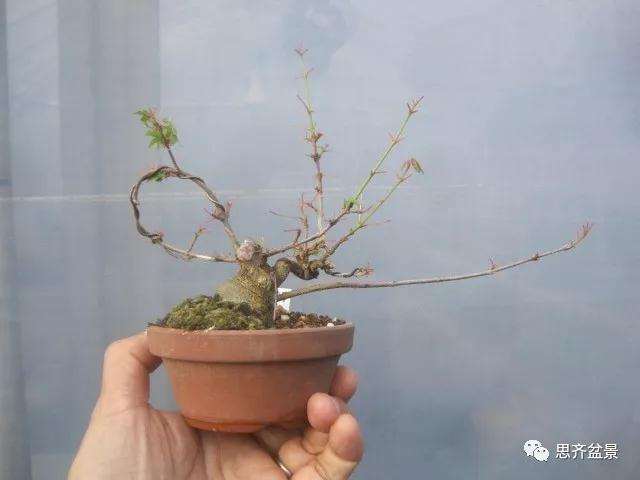 怎么制作矮霸三角枫盆景的方法