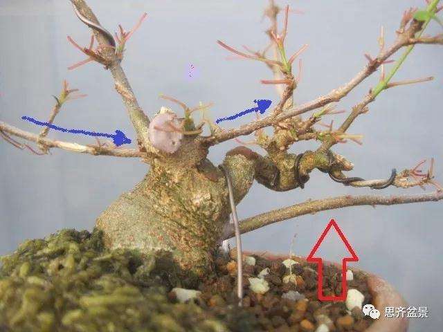 怎么制作矮霸三角枫盆景的方法