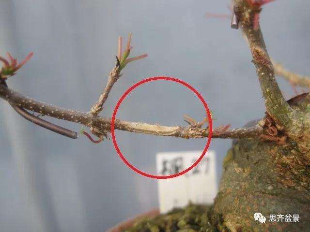 怎么制作矮霸三角枫盆景的方法