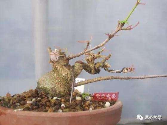 怎么制作矮霸三角枫盆景的方法