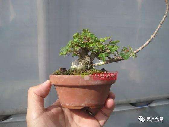 怎么制作矮霸三角枫盆景的方法