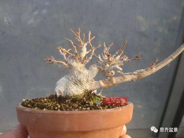 怎么制作矮霸三角枫盆景的方法