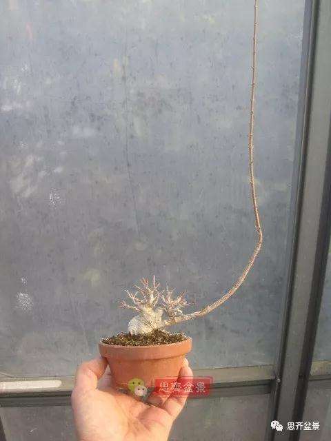 怎么制作矮霸三角枫盆景的方法