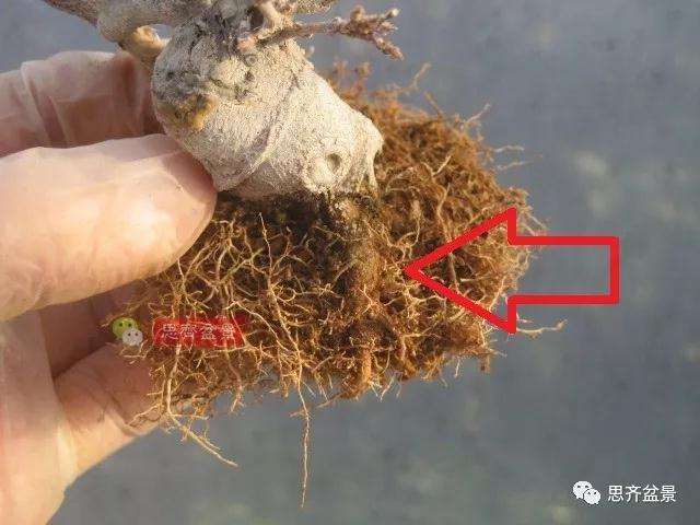 怎么制作矮霸三角枫盆景的方法