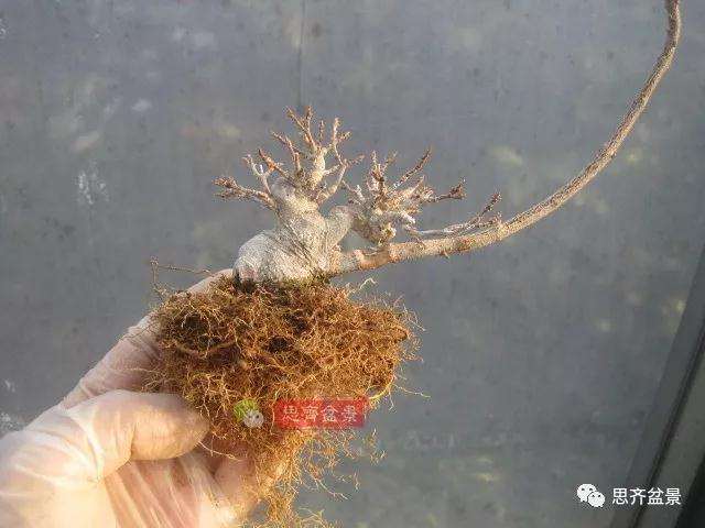 怎么制作矮霸三角枫盆景的方法