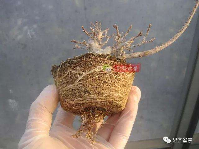 怎么制作矮霸三角枫盆景的方法