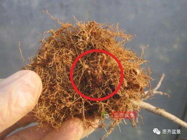 怎么制作矮霸三角枫盆景的方法