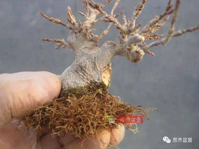 怎么制作矮霸三角枫盆景的方法