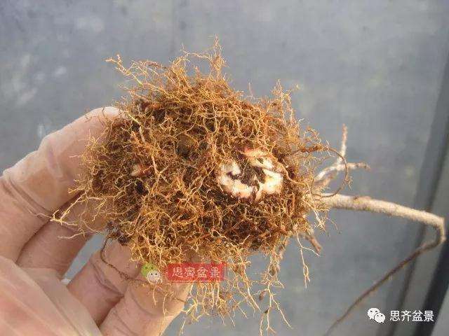 怎么制作矮霸三角枫盆景的方法