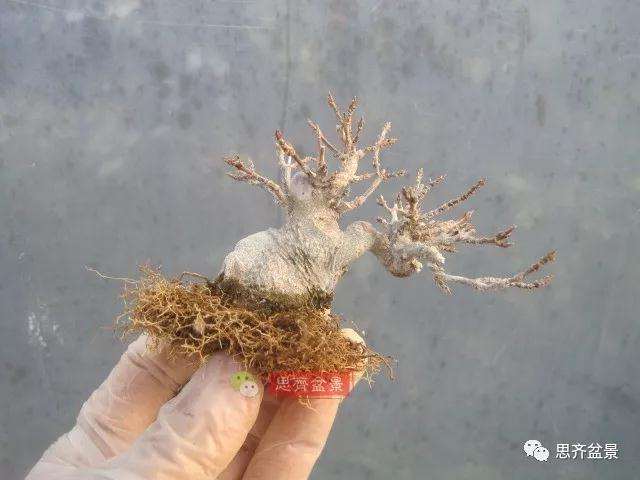 怎么制作矮霸三角枫盆景的方法