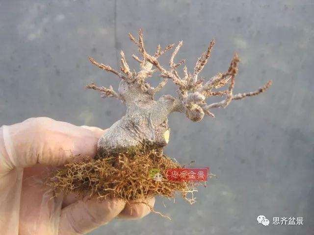 怎么制作矮霸三角枫盆景的方法