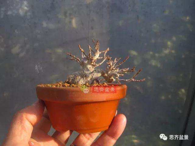 怎么制作矮霸三角枫盆景的方法