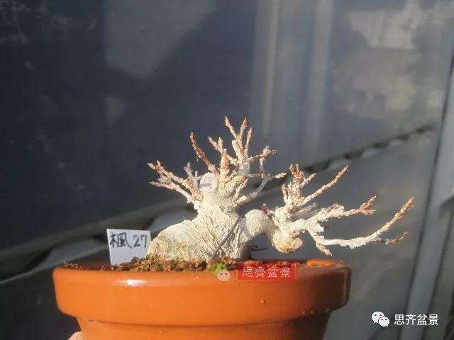 怎么制作矮霸三角枫盆景的方法