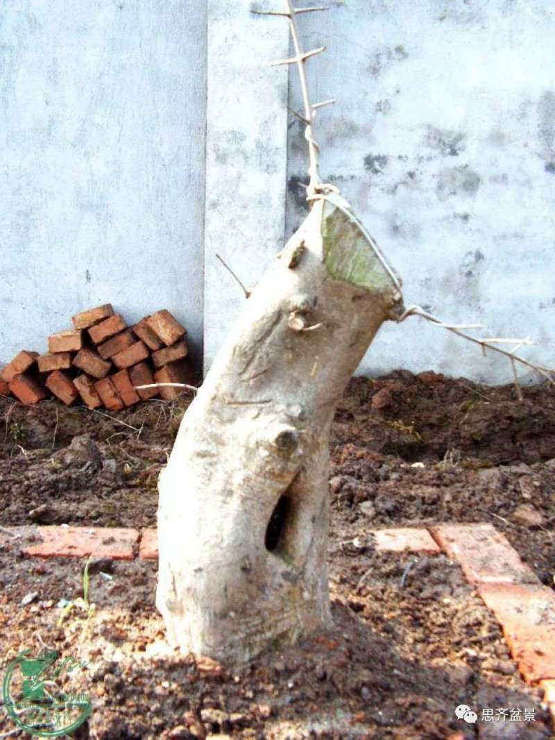 盆景下山桩怎么育桩生长的方法