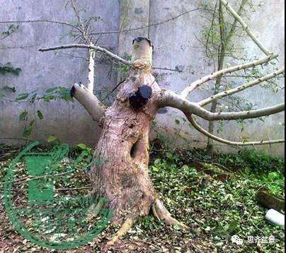 盆景下山桩怎么育桩生长的方法