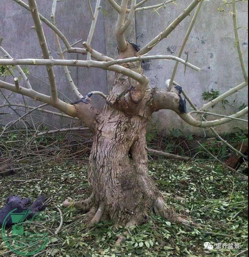 盆景下山桩怎么育桩生长的方法