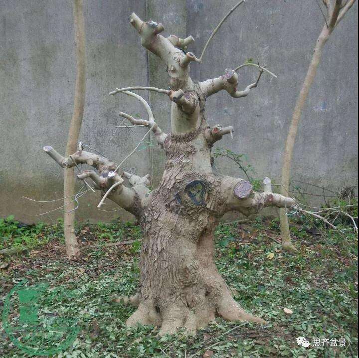 盆景下山桩怎么育桩生长的方法