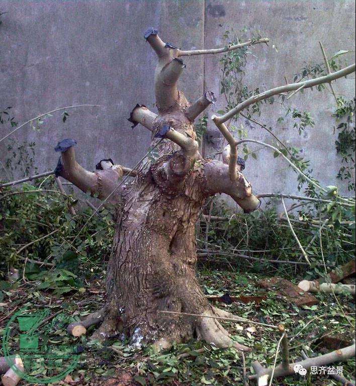 盆景下山桩怎么育桩生长的方法